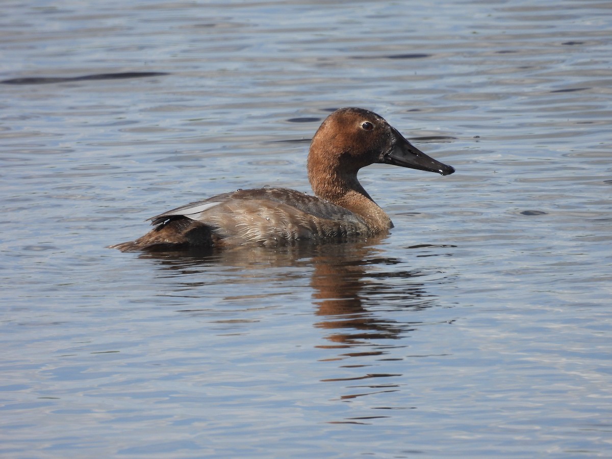 Canvasback - ML640168540