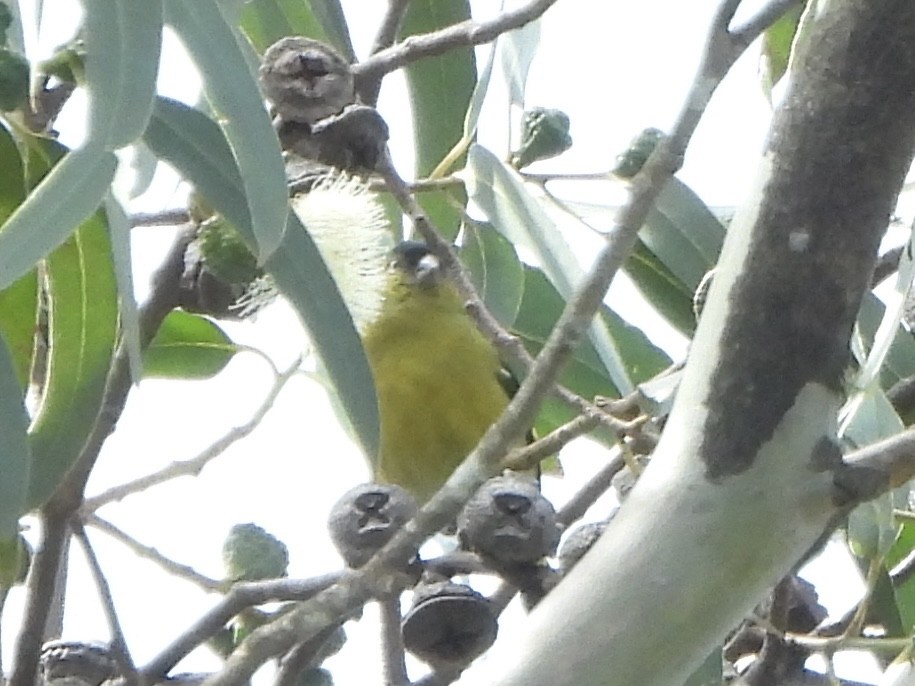 Andean Siskin - ML640168541