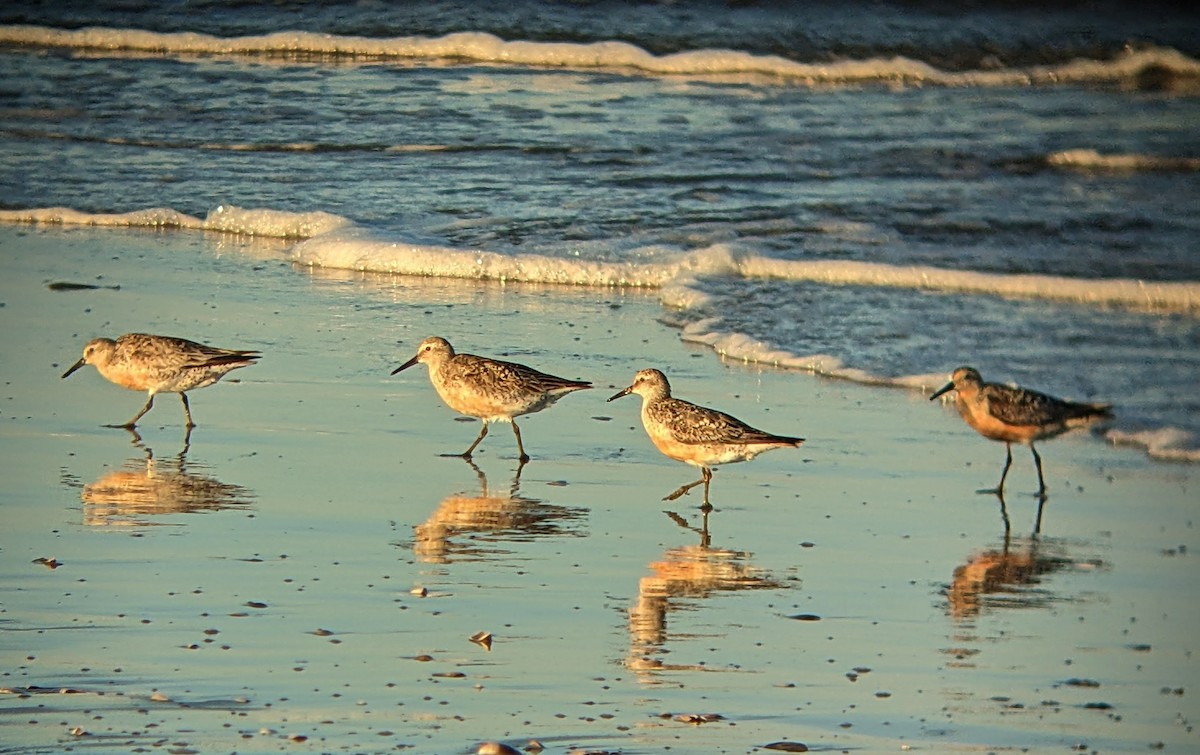 Red Knot - ML640168543