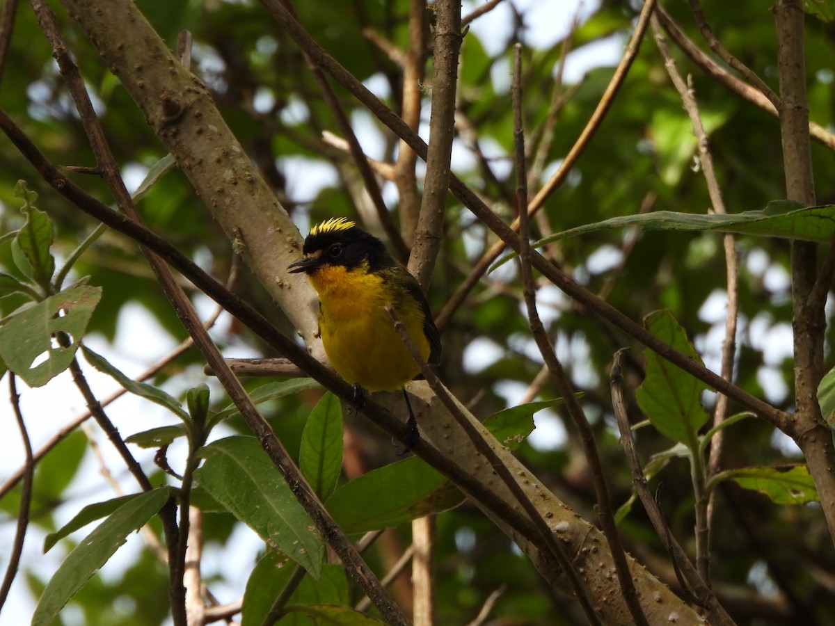 Yellow-crowned Redstart - ML640168562