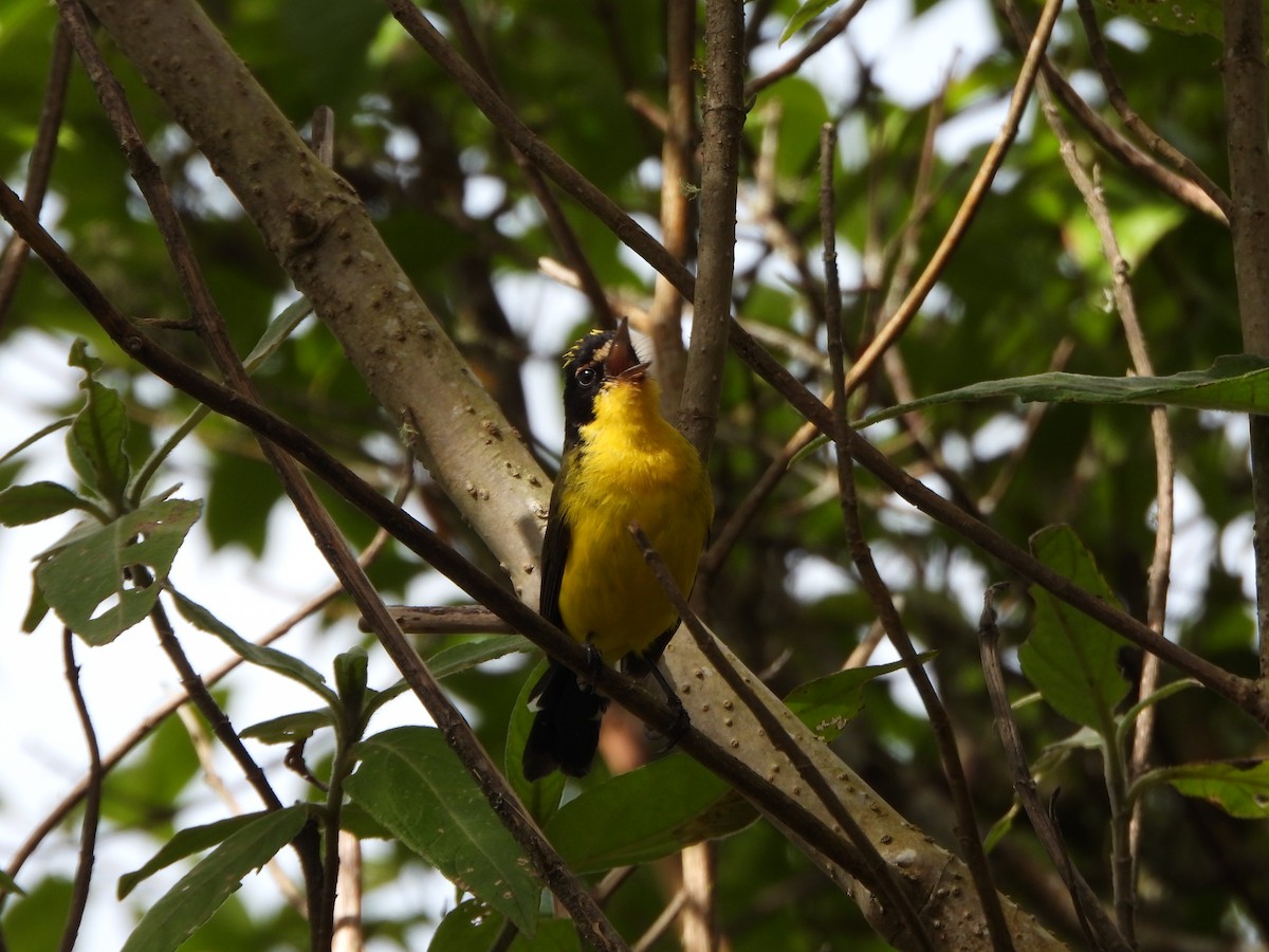 Yellow-crowned Redstart - ML640168563