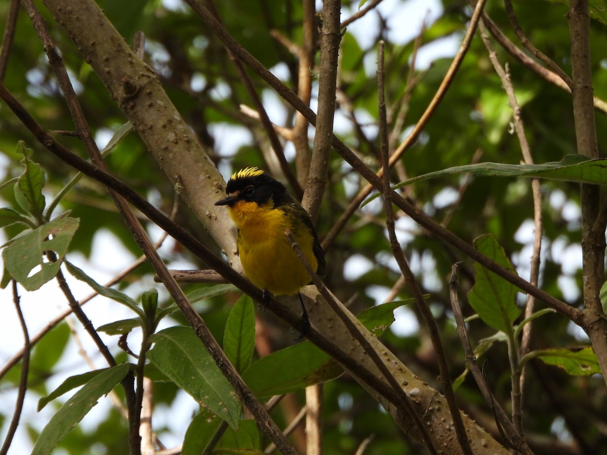 Yellow-crowned Redstart - ML640168564