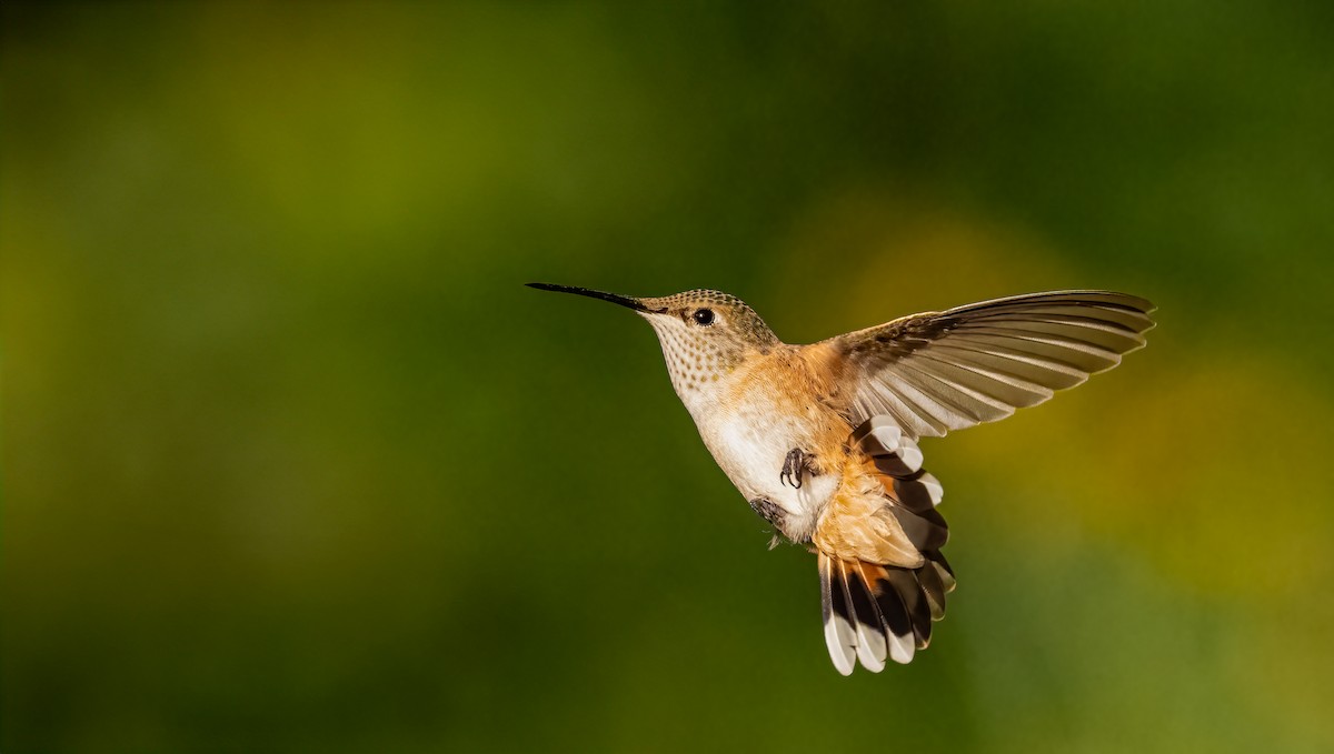 Kızıl Sırtlı Kolibri - ML640168571