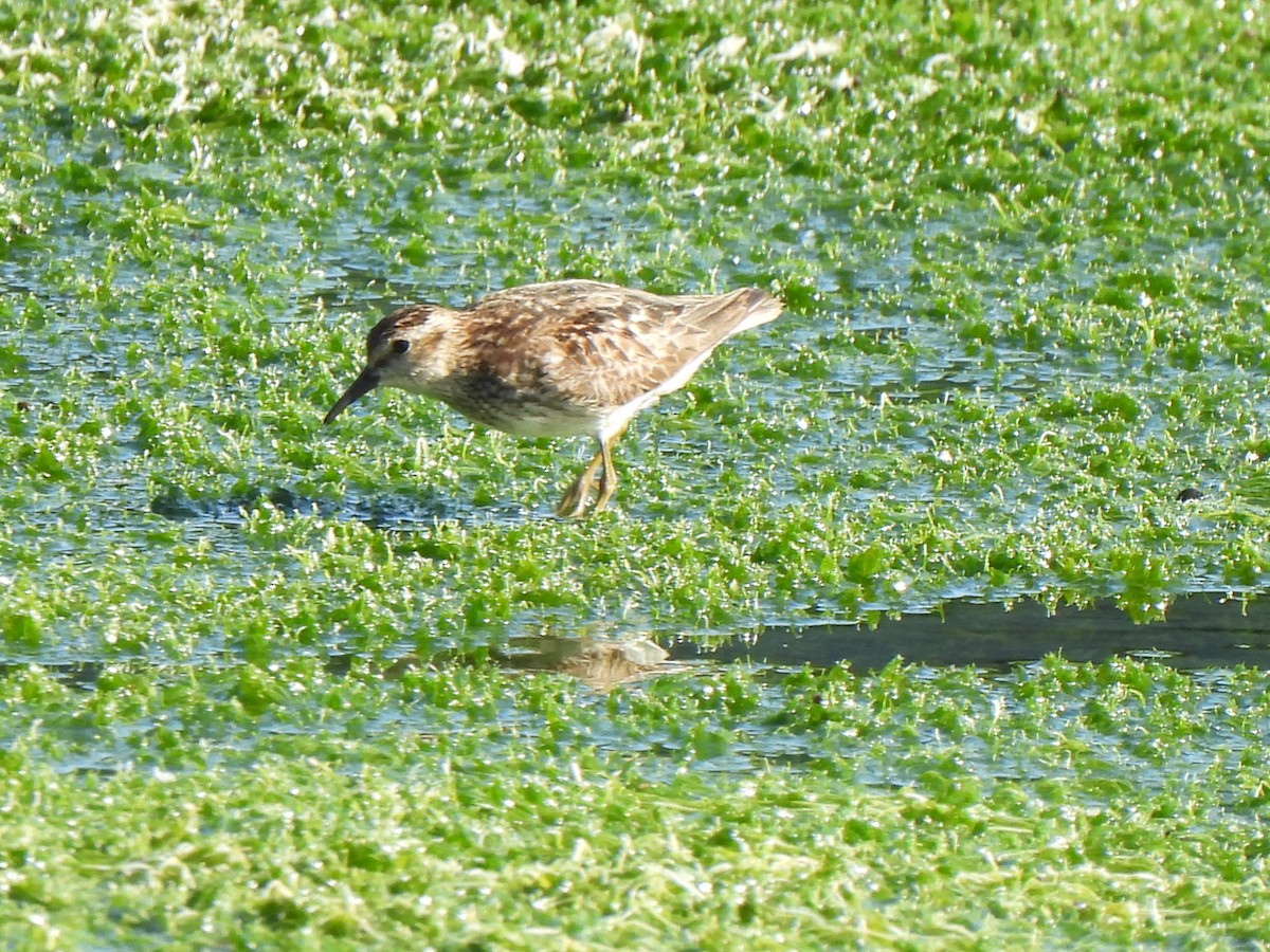 Least Sandpiper - ML640168620