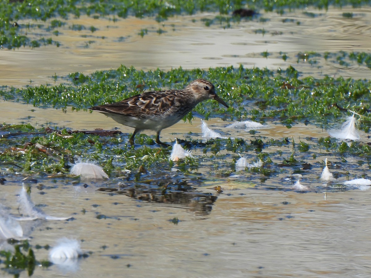 Least Sandpiper - ML640168624