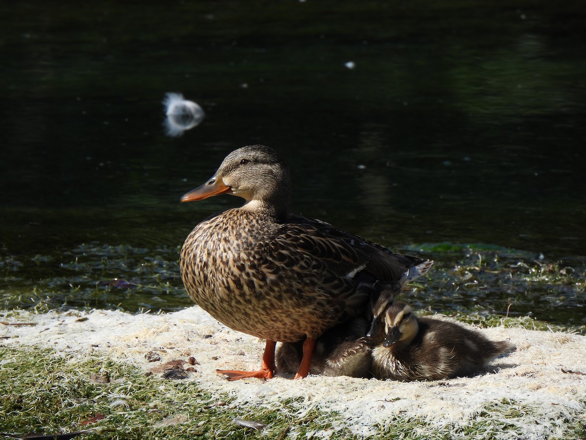 Mallard - ML640168662