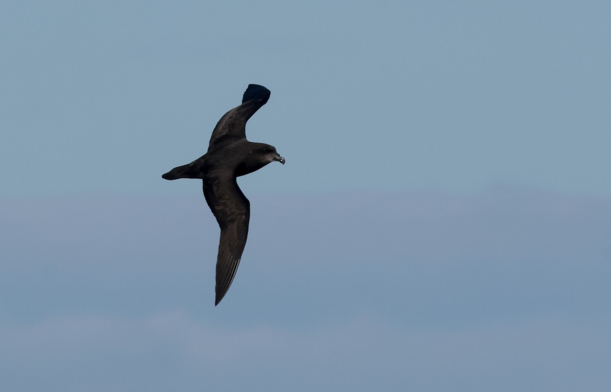Gray-faced Petrel - ML640168663