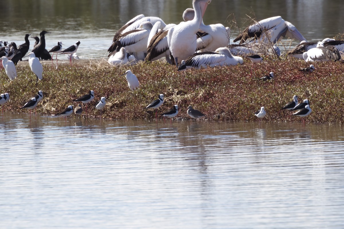 Black-tailed Godwit - ML640168714