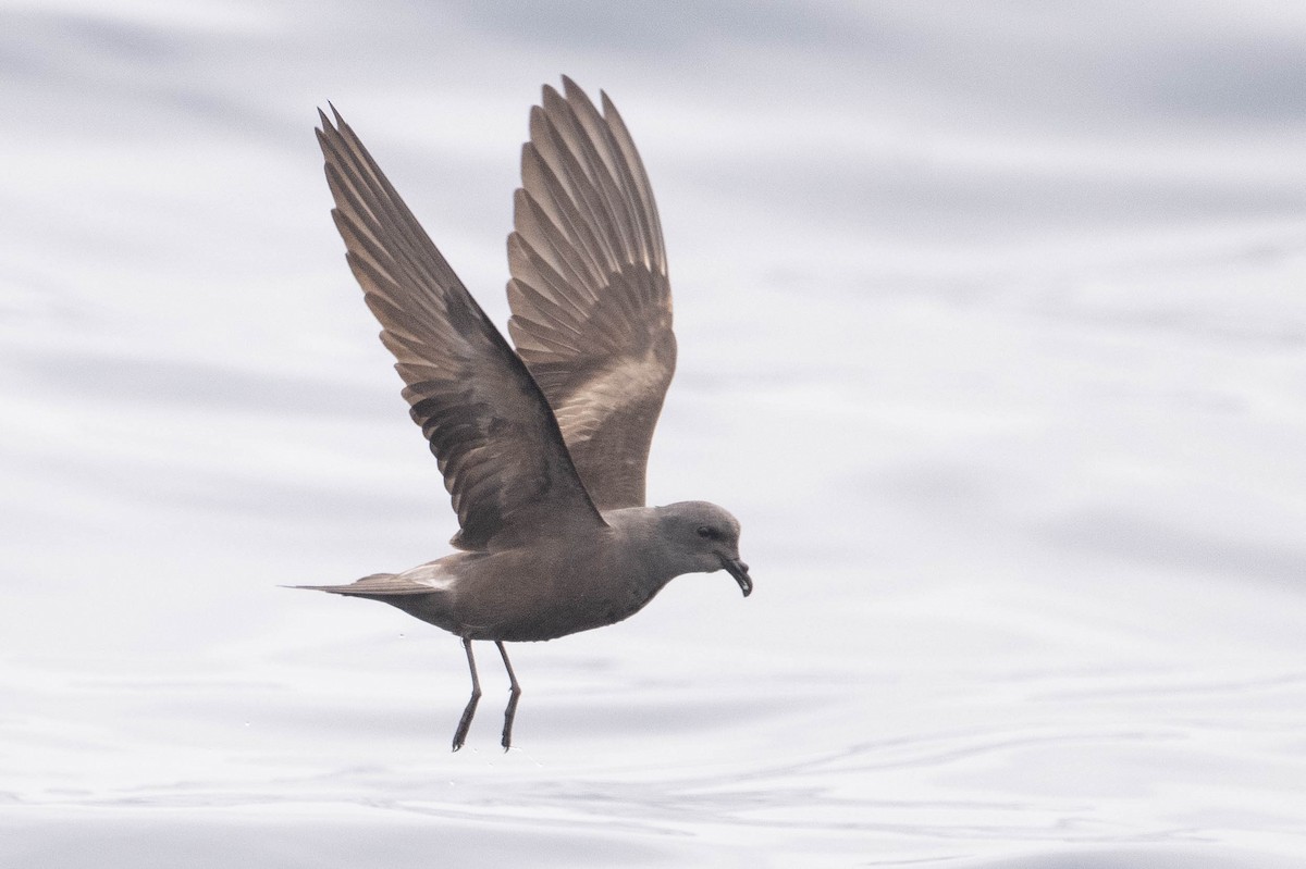 Leach's Storm-Petrel (Chapman's) - ML640168718