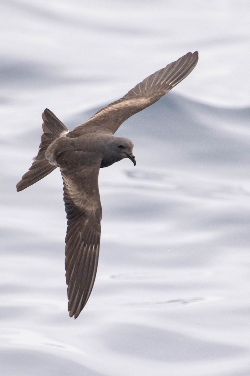 Leach's Storm-Petrel (Chapman's) - ML640168720