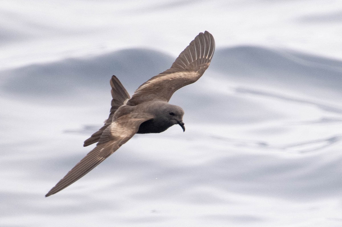 Leach's Storm-Petrel (Chapman's) - ML640168726