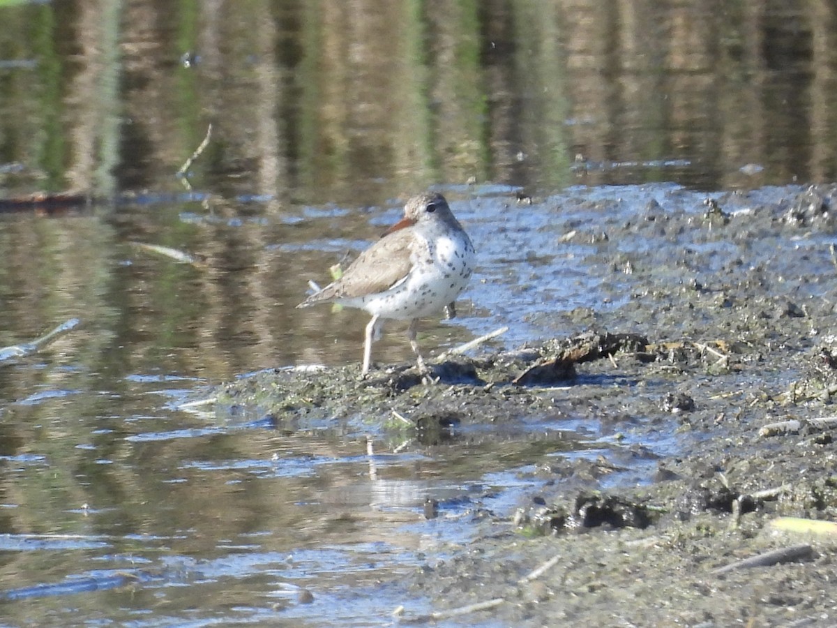 Spotted Sandpiper - ML640168749