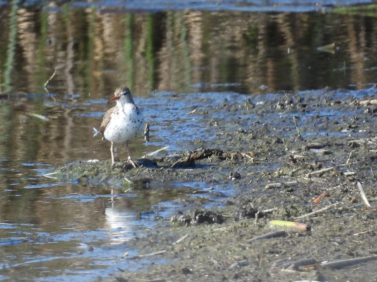 Spotted Sandpiper - ML640168750