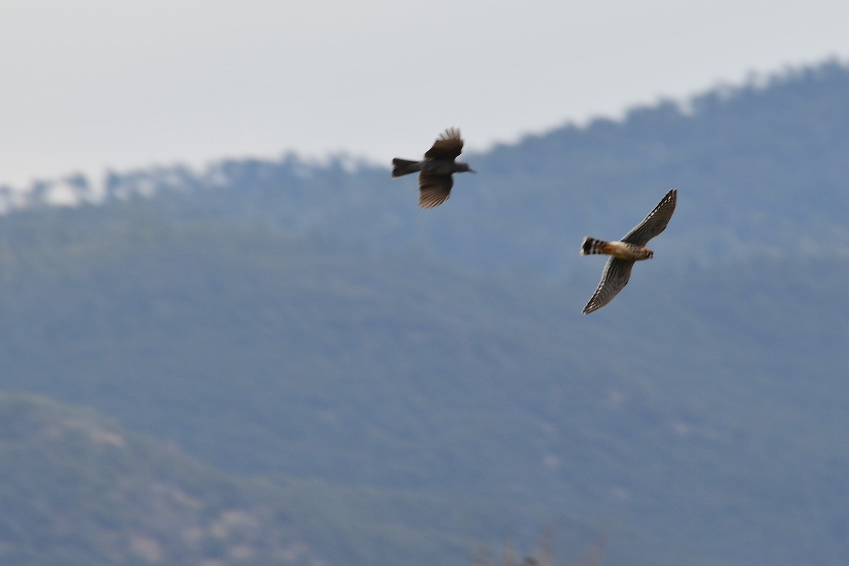 Pinyon Jay - ML640168771