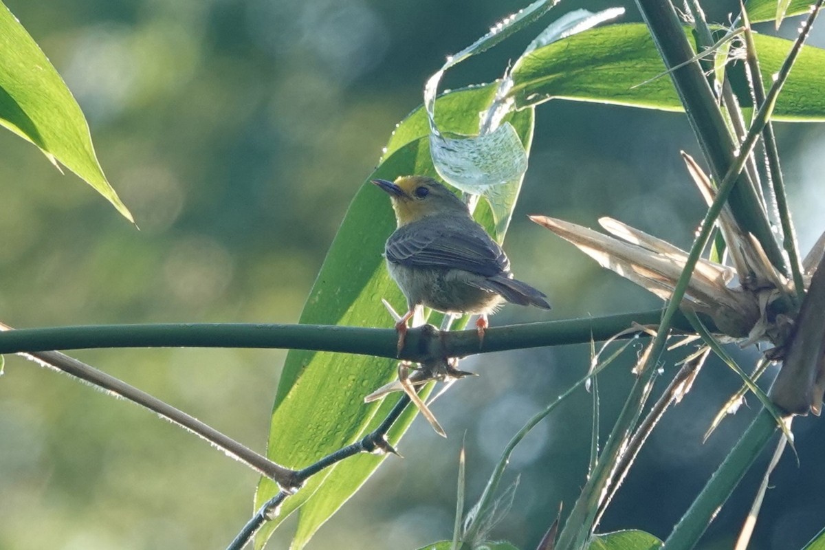 Orange-fronted Plushcrown - ML640168787