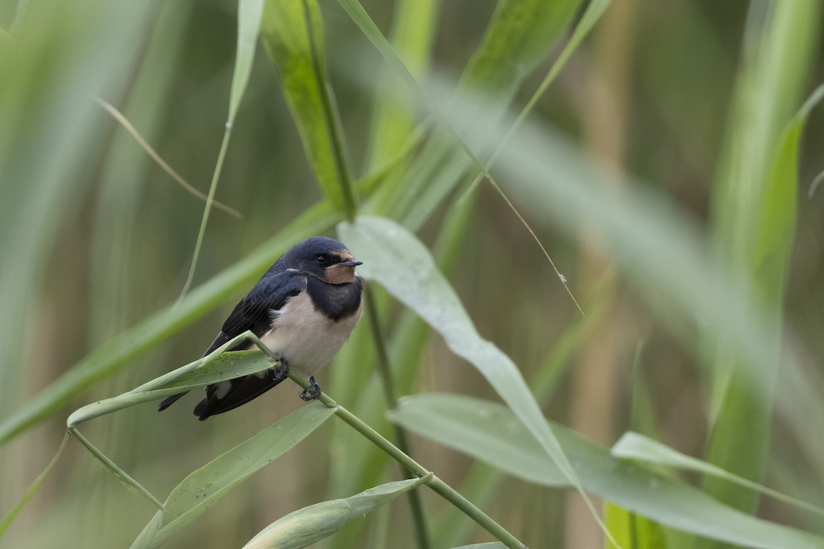 Hirondelle rustique - ML640168802