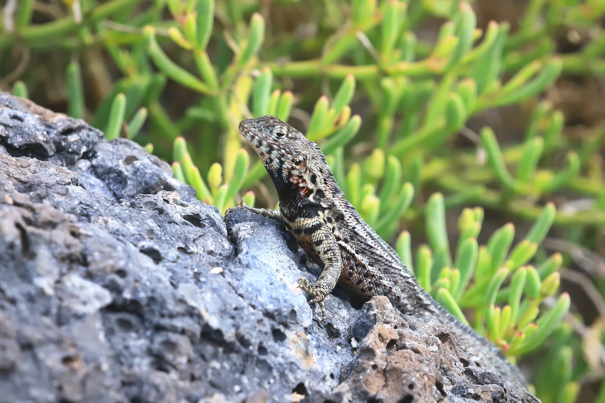 Santa Cruz Lava Lizard - ML640168833
