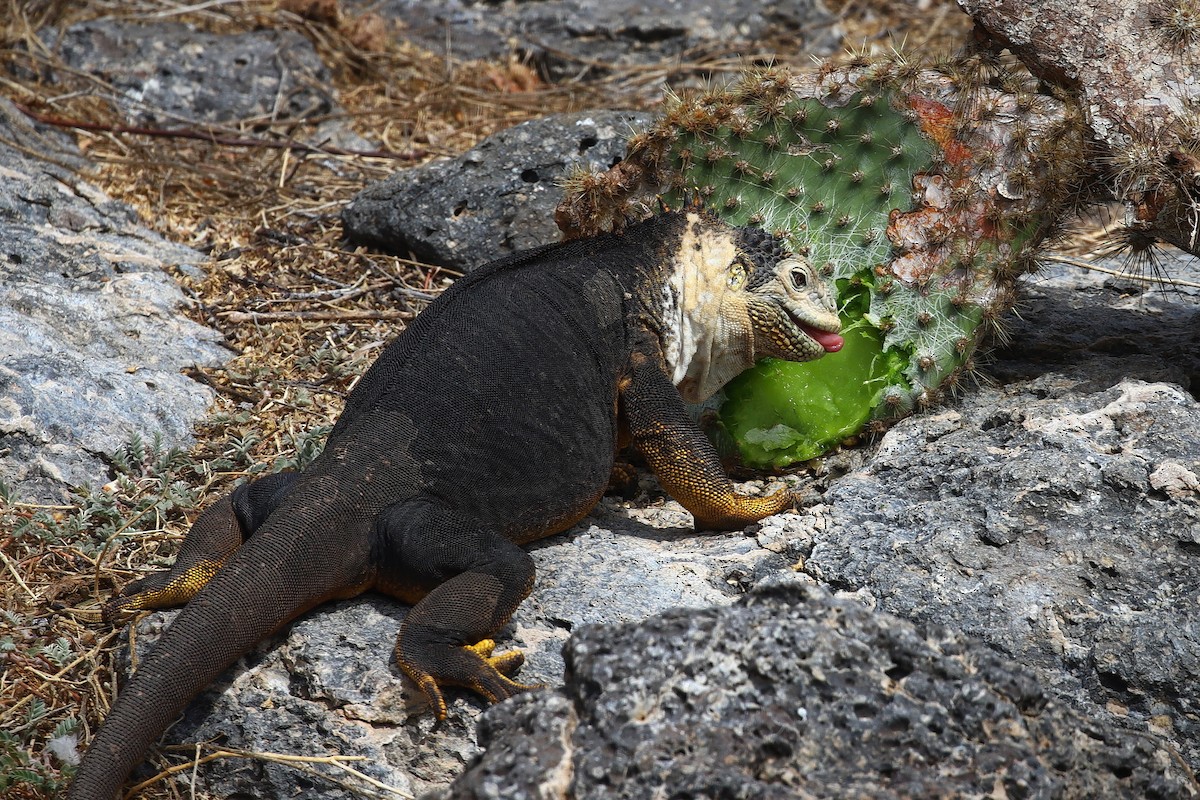 Iguane Terrestre Des Galapagos - ML640168834