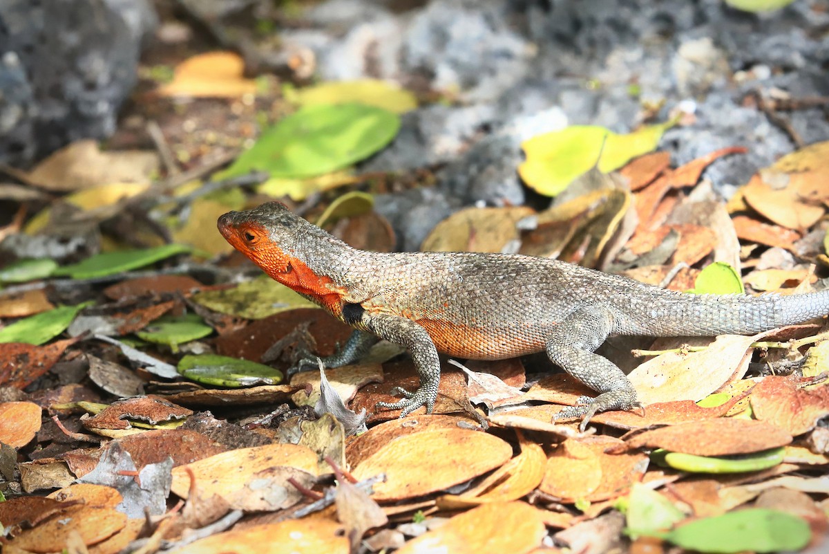 Santa Cruz Lava Lizard - ML640168835
