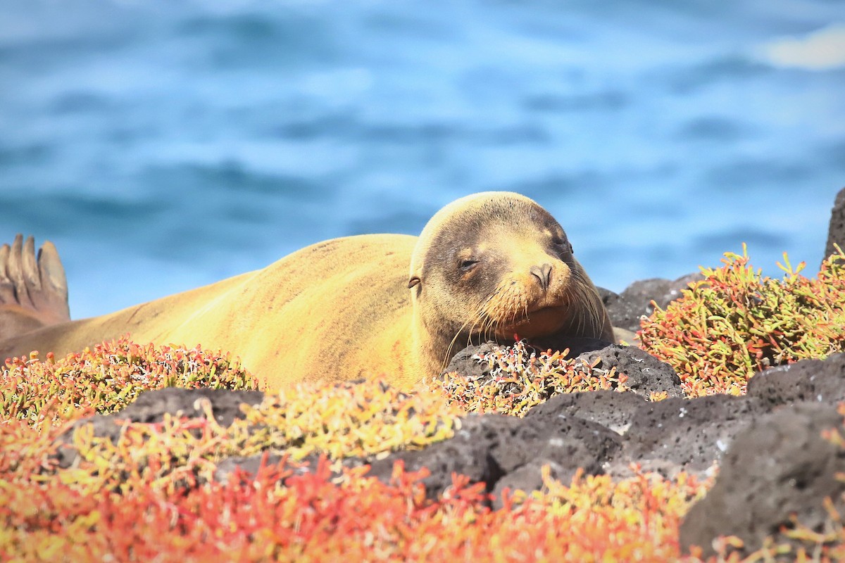 Otarie des Galápagos - ML640168836