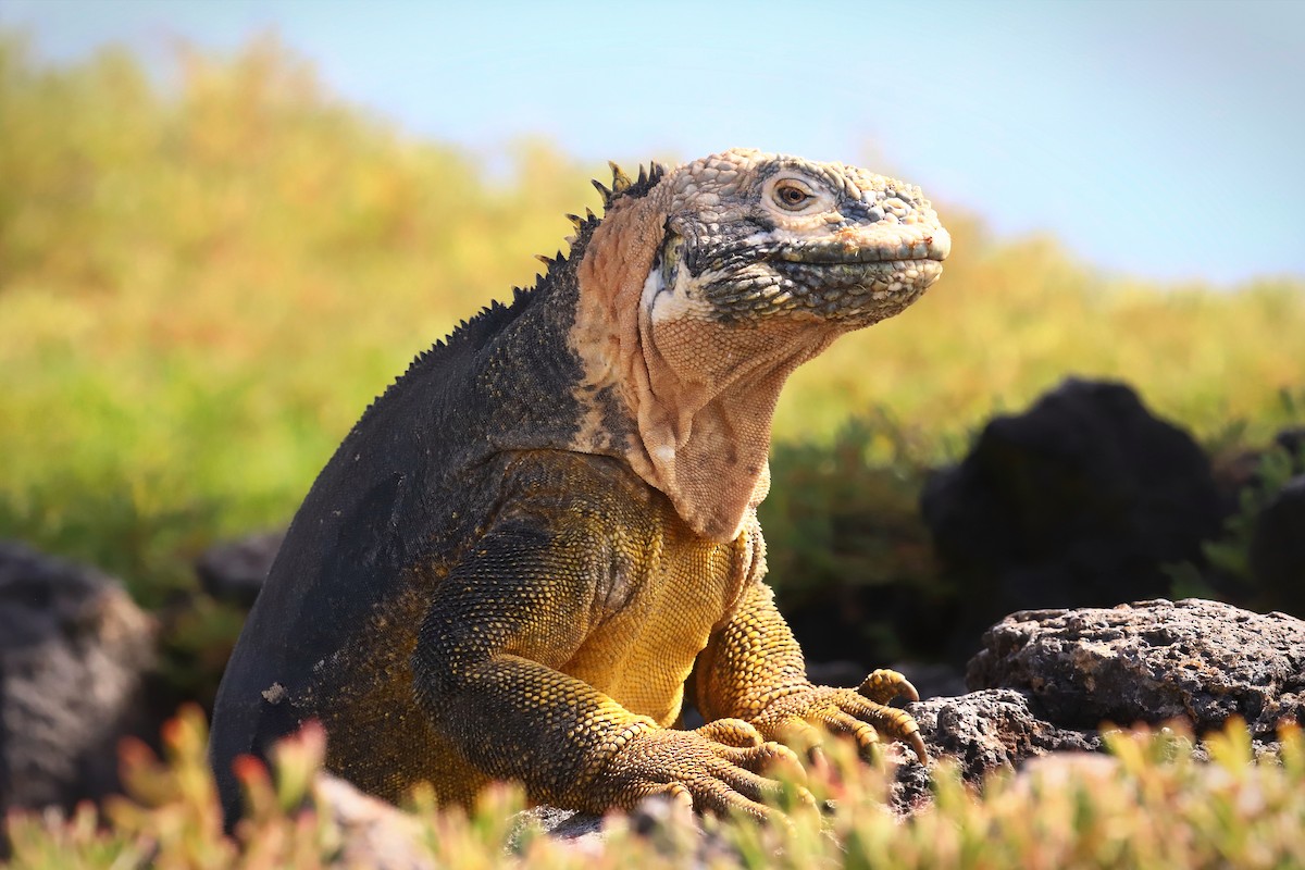 Iguane Terrestre Des Galapagos - ML640168837