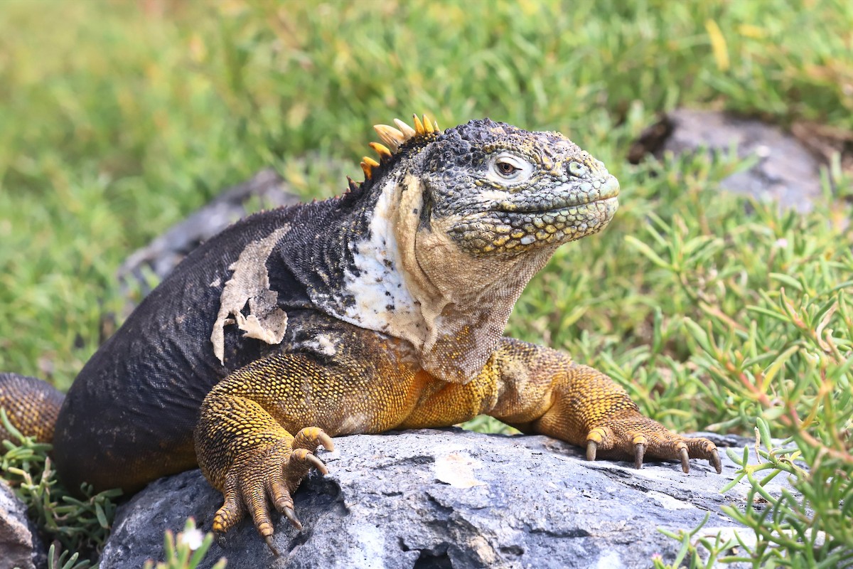 Iguane Terrestre Des Galapagos - ML640168838
