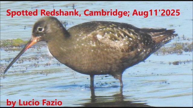 Spotted Redshank - ML640168853