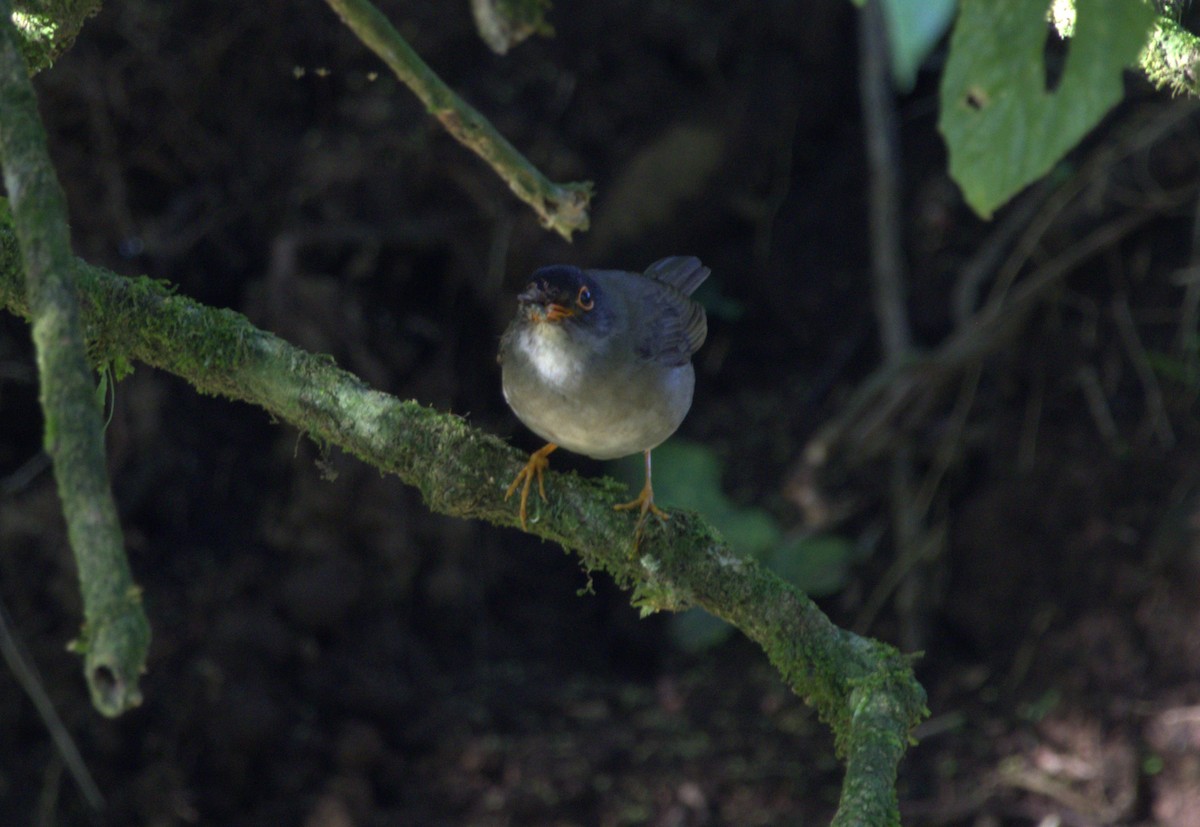 Black-headed Nightingale-Thrush - ML640168870