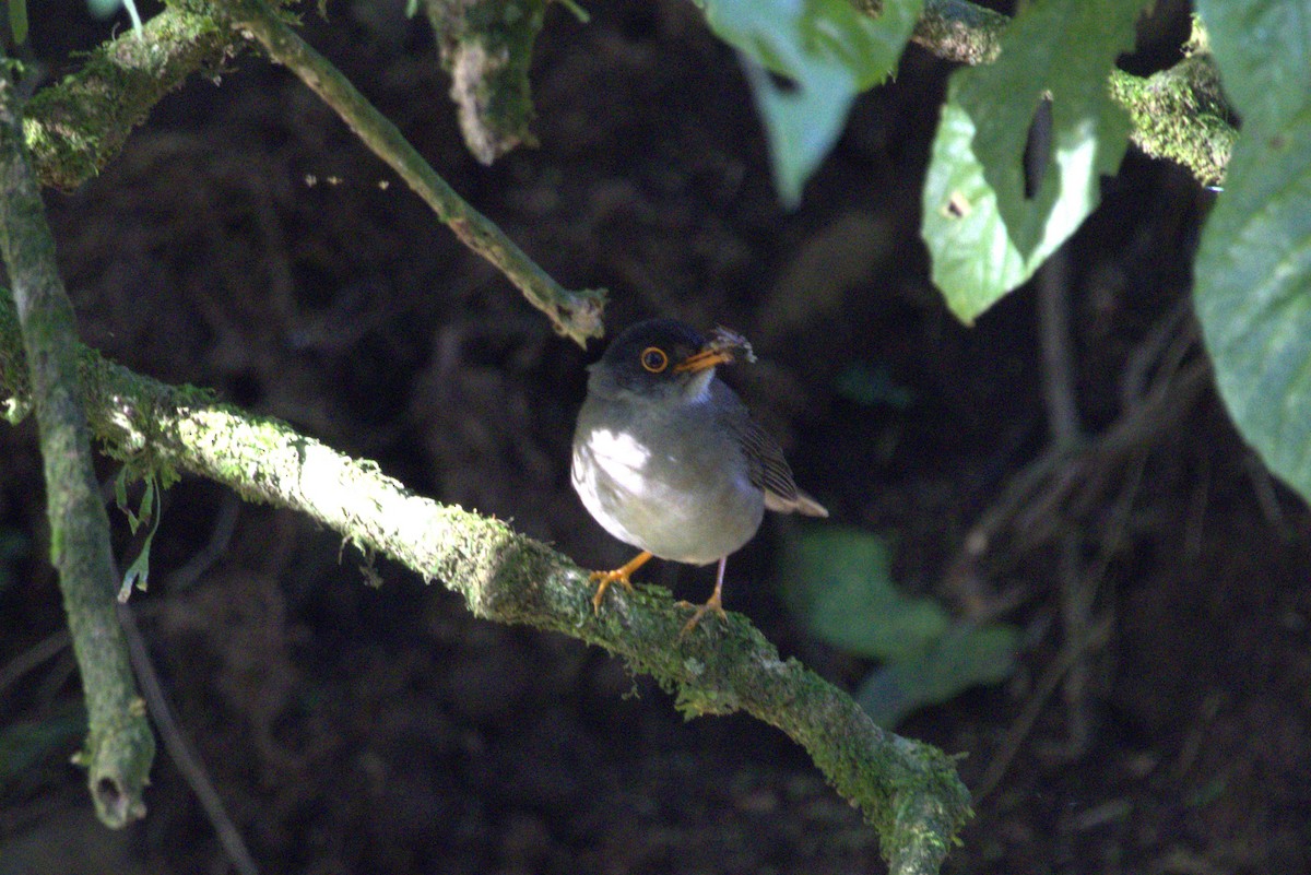 Black-headed Nightingale-Thrush - ML640168871