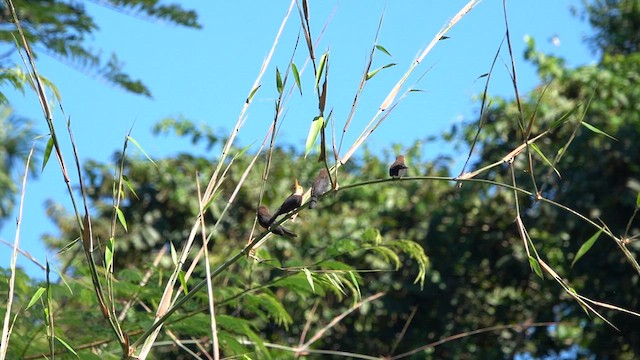 White-throated Jacamar - ML640168933