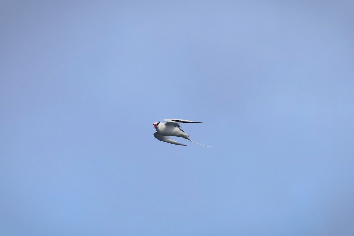 Red-billed Tropicbird - ML640168982