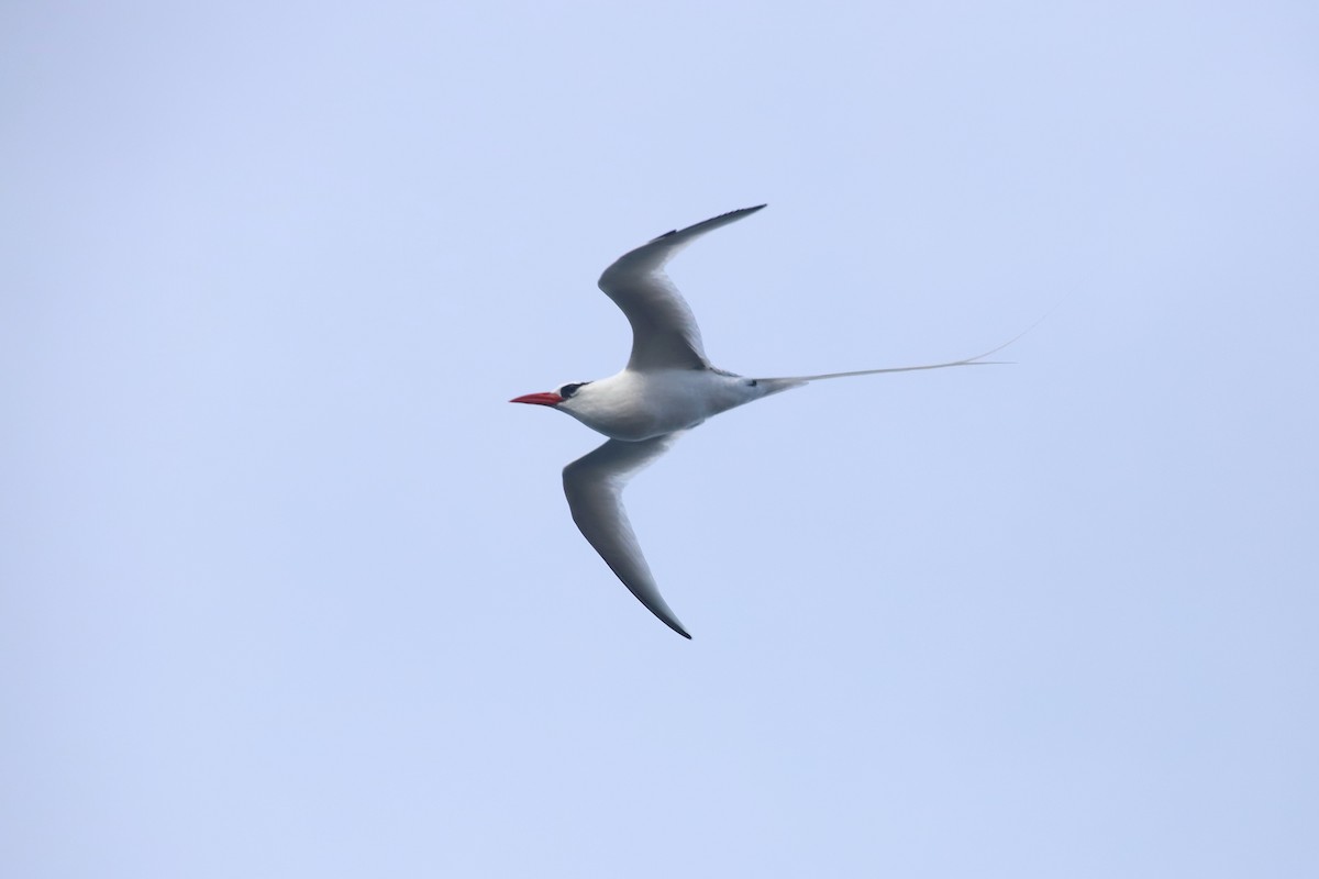 Red-billed Tropicbird - ML640168984