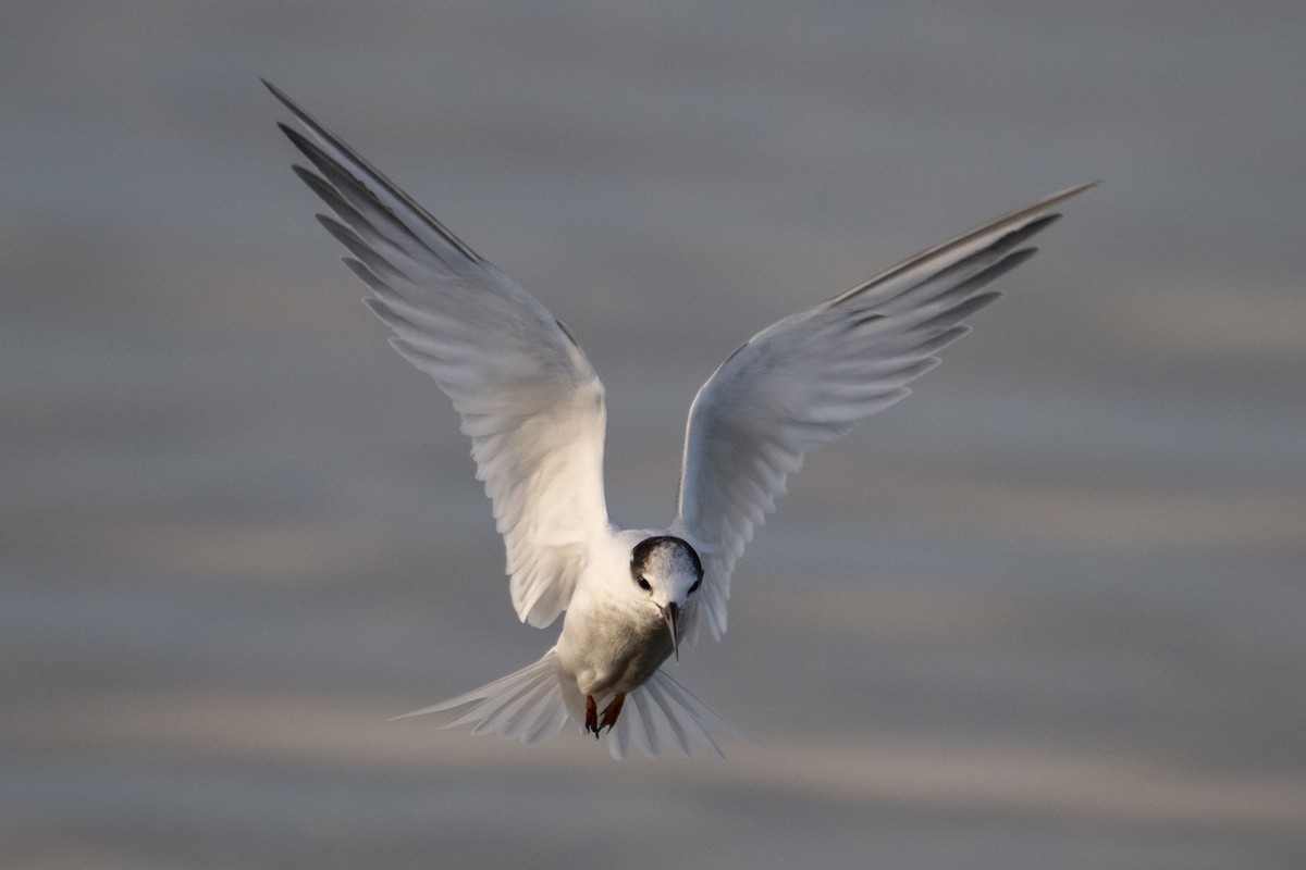 Australian Fairy Tern - ML640168988
