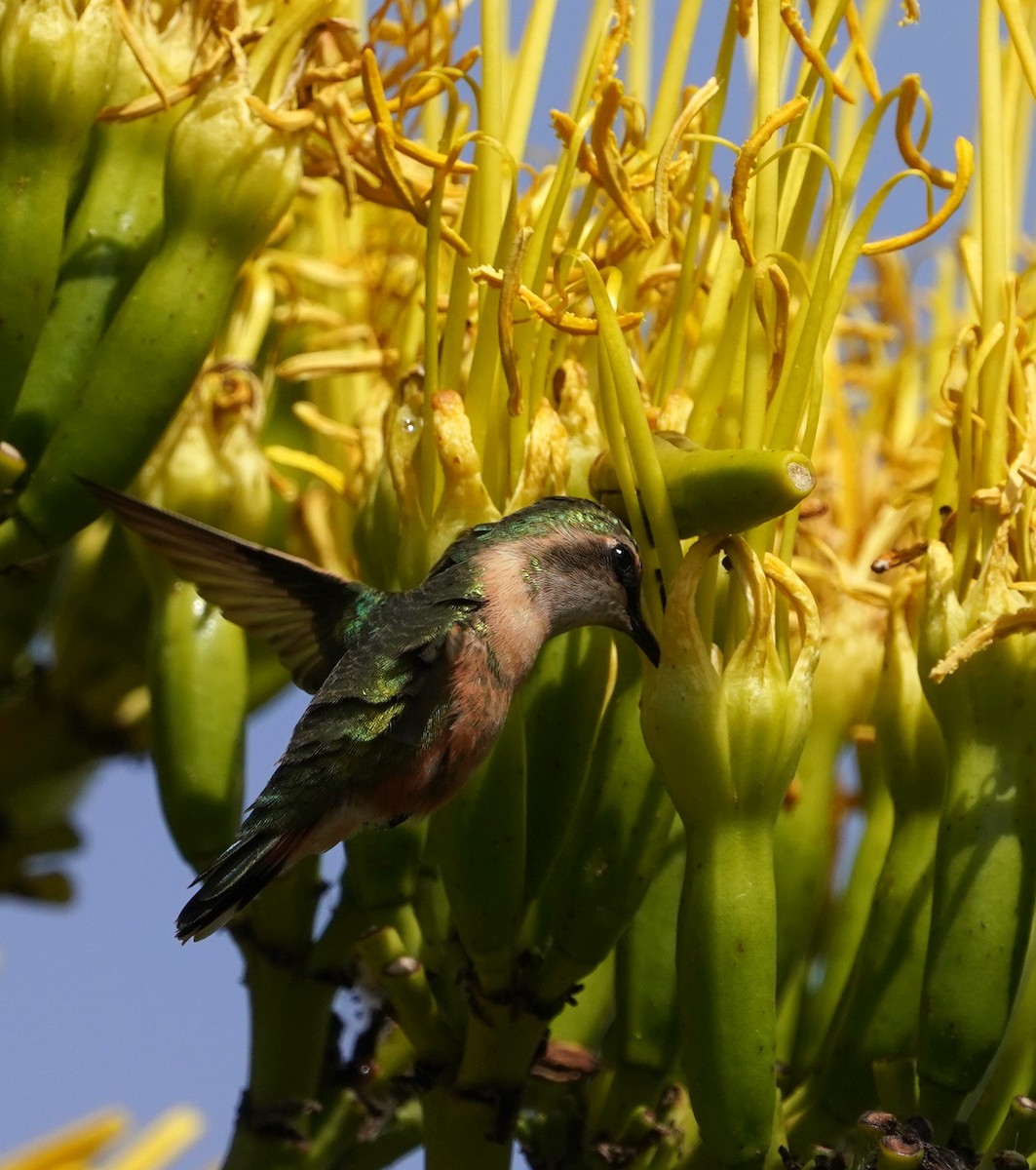 Beautiful Hummingbird - ML640169037