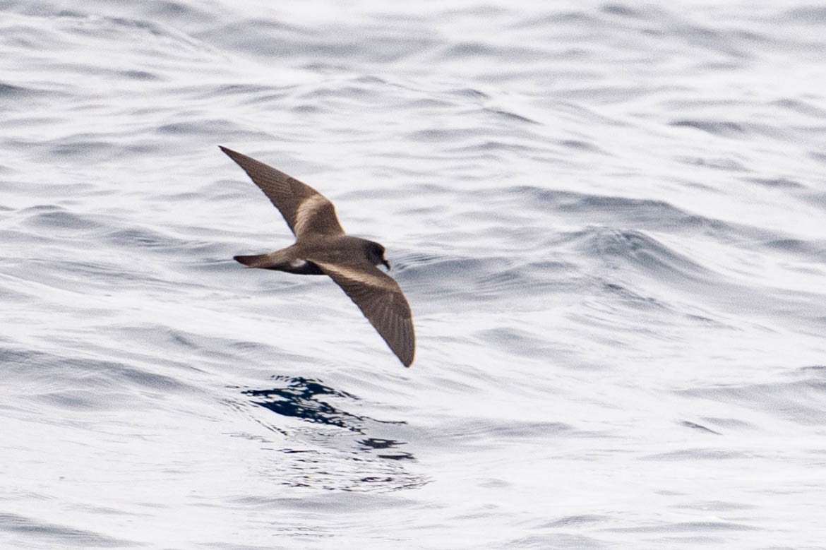 Leach's Storm-Petrel (Chapman's) - ML640169052