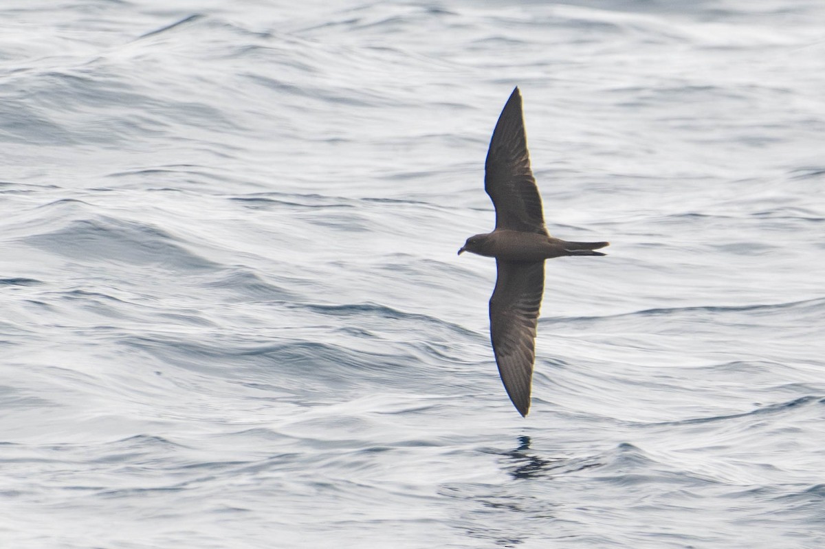 Black Storm-Petrel - ML640169063