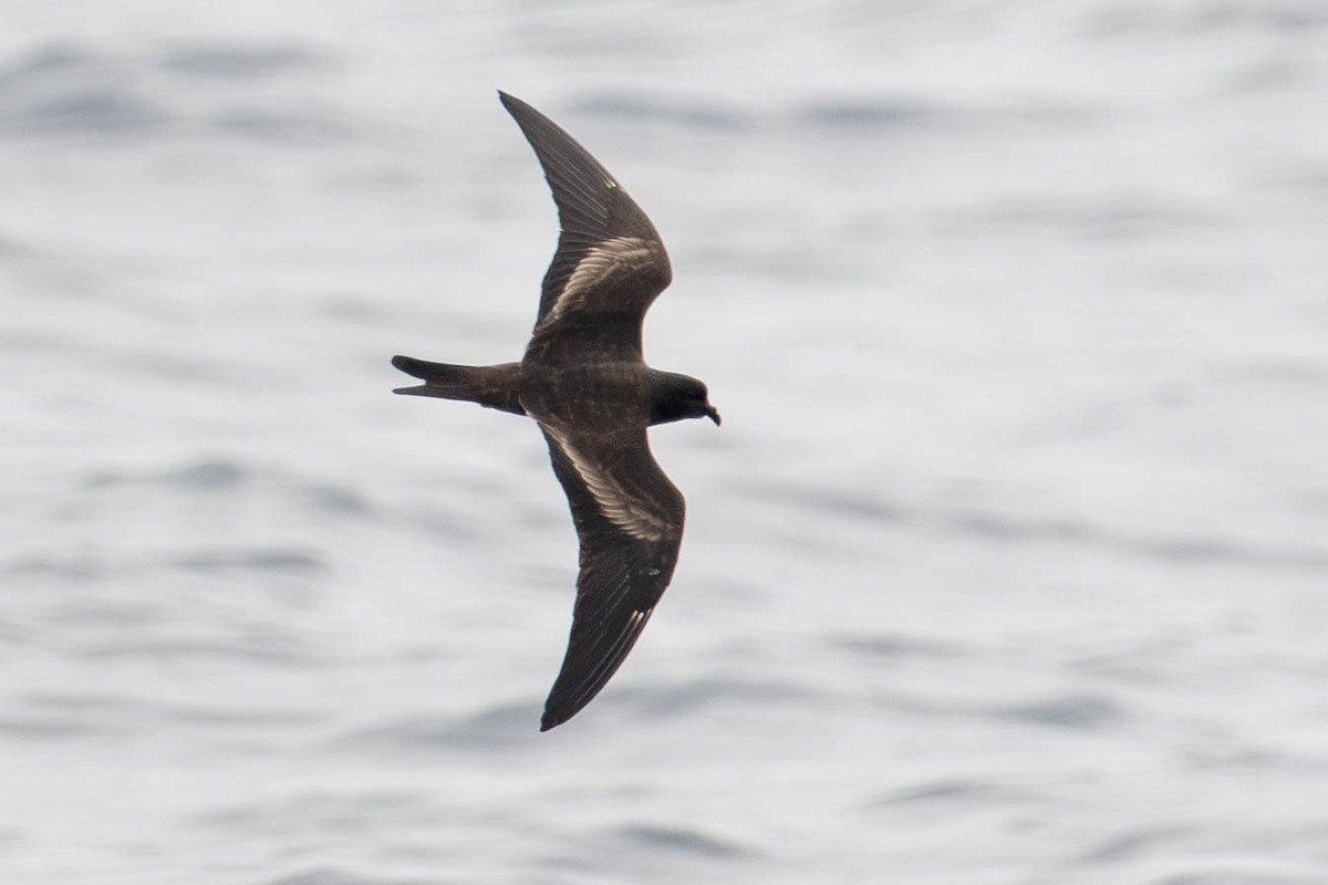 Black Storm-Petrel - ML640169068