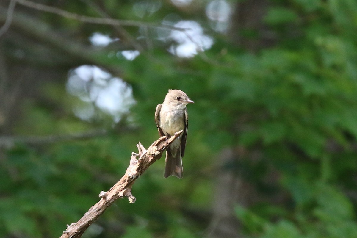 Eastern Wood-Pewee - ML640169070