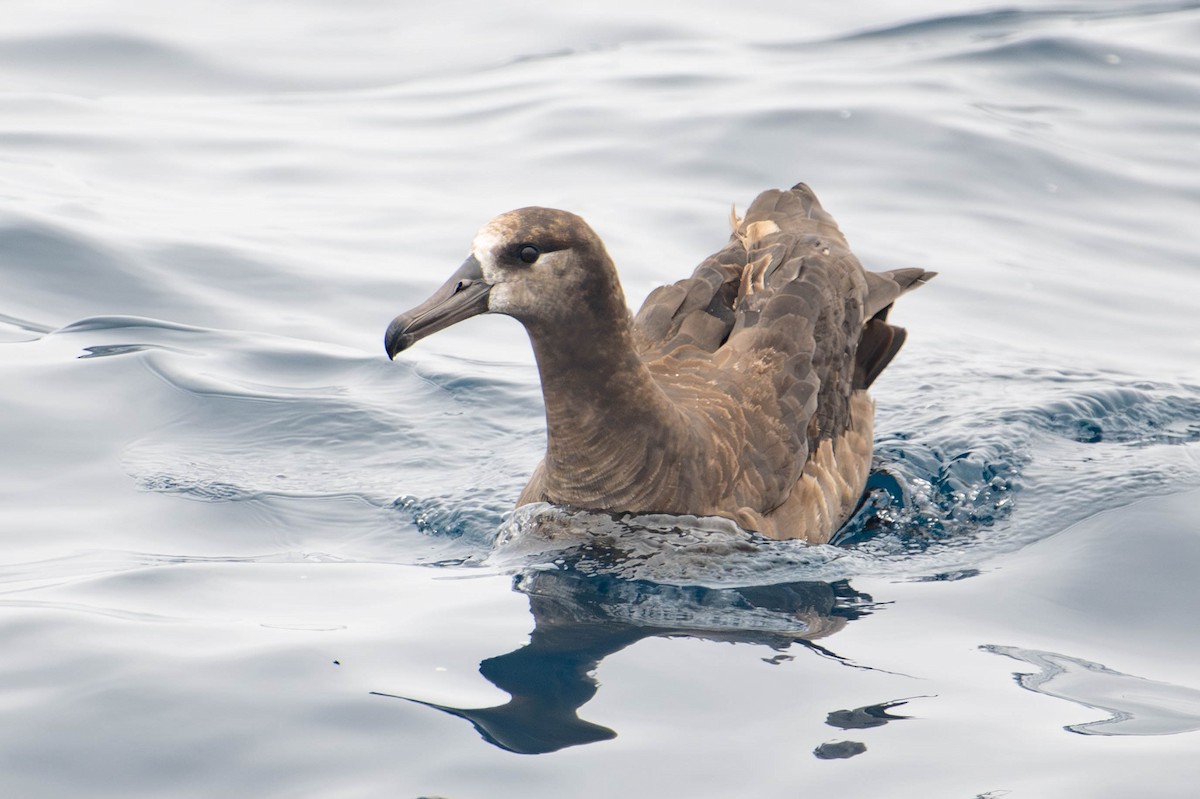 Black-footed Albatross - ML640169073