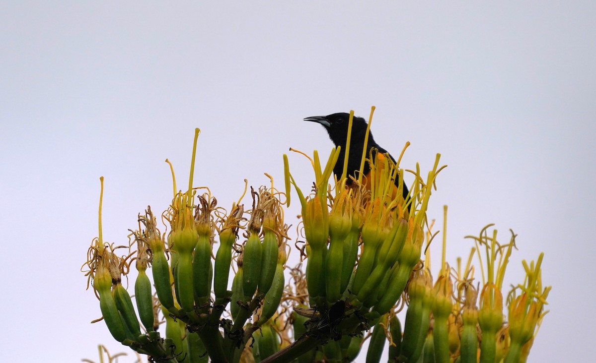 Black-vented Oriole - ML640169173