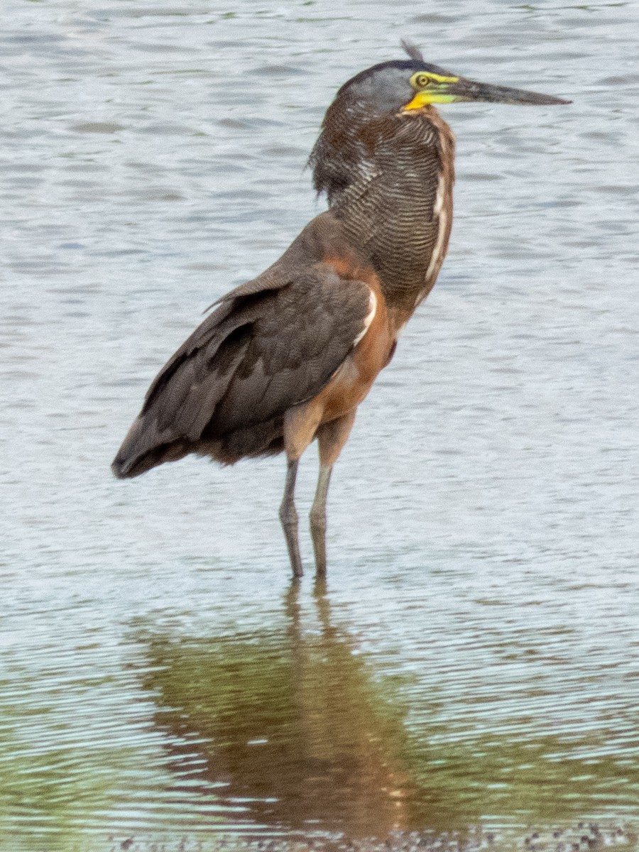 Bare-throated Tiger-Heron - ML640169327