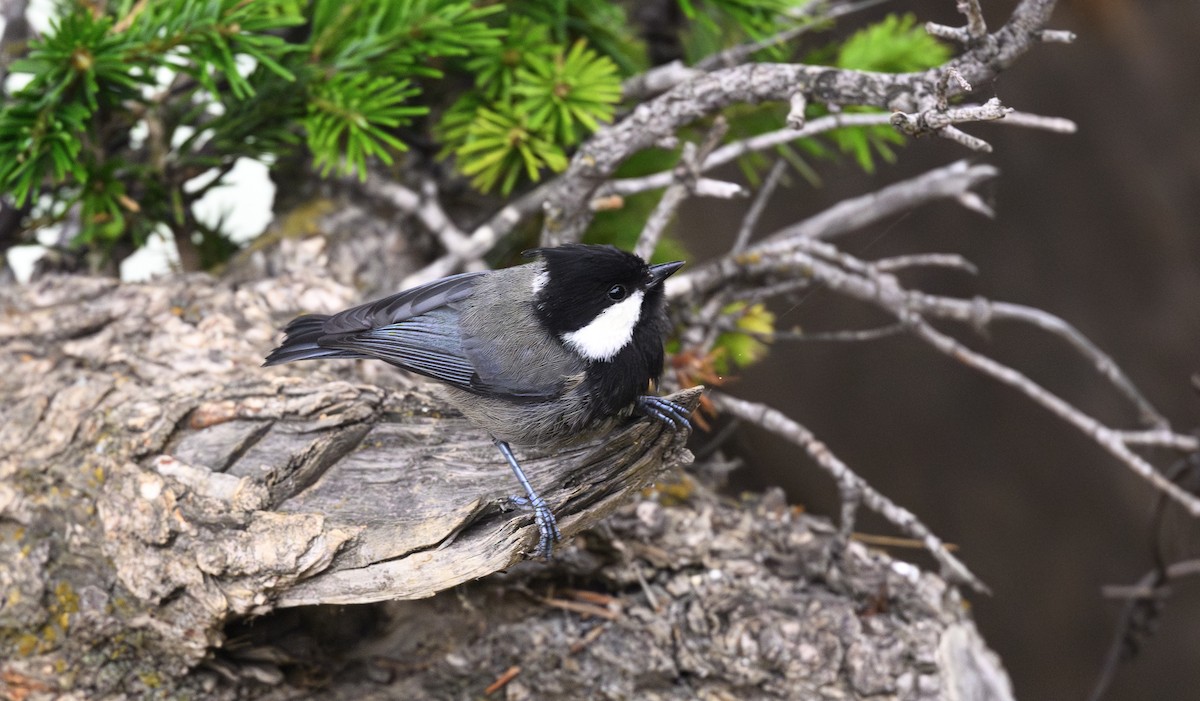Rufous-naped Tit - ML640169447