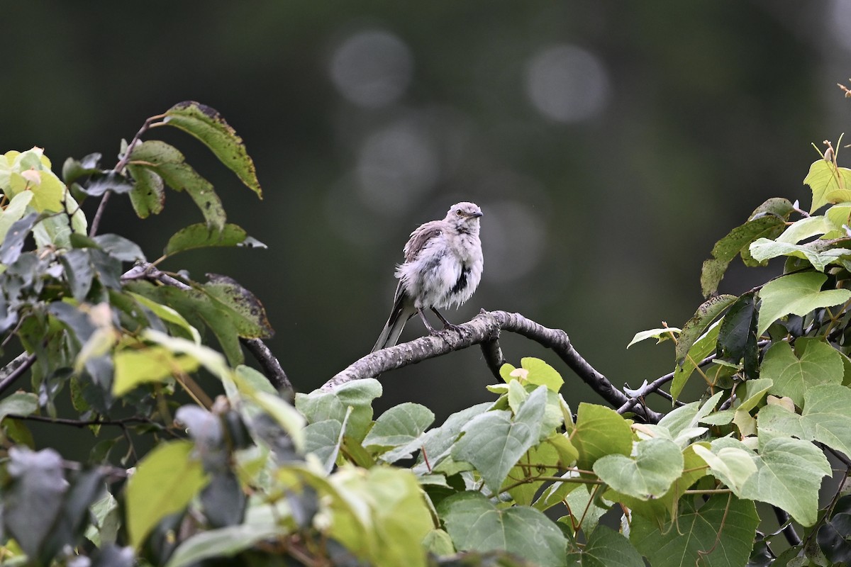Northern Mockingbird - ML640169469