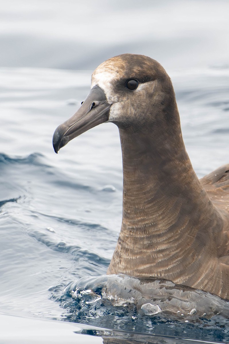 Black-footed Albatross - ML640169472