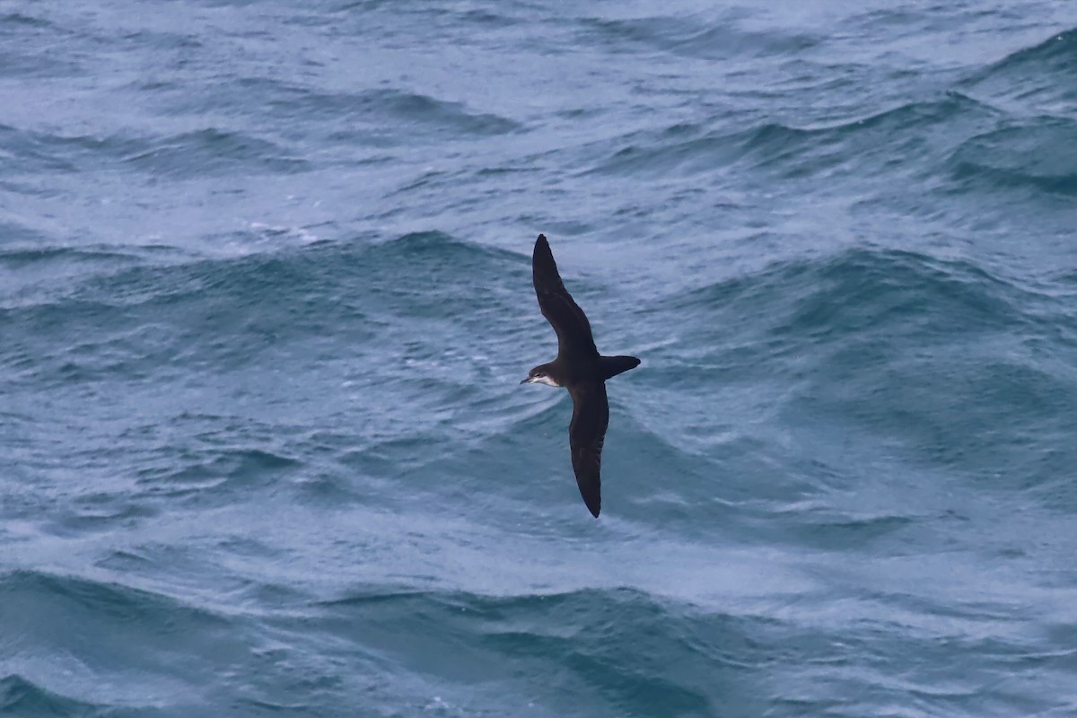Puffin des Galapagos - ML640169592