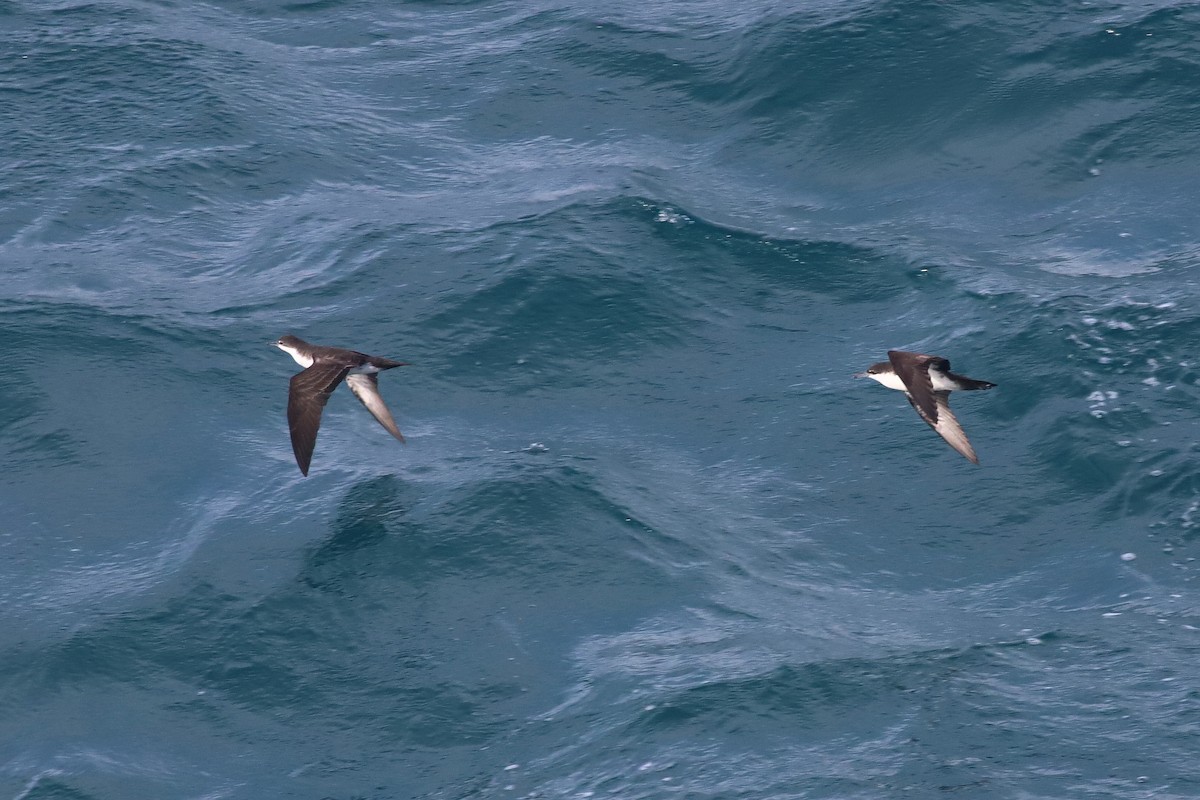 Puffin des Galapagos - ML640169593