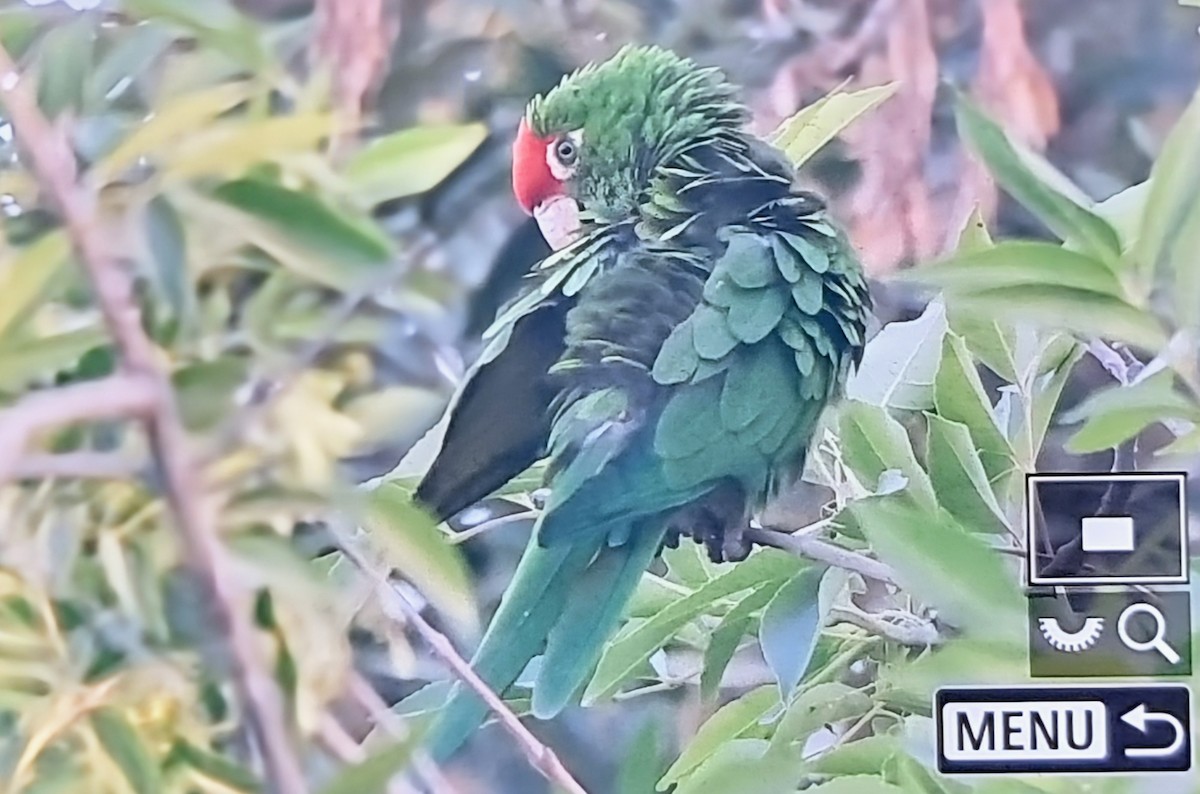 Cordilleran Parakeet - ML640169603