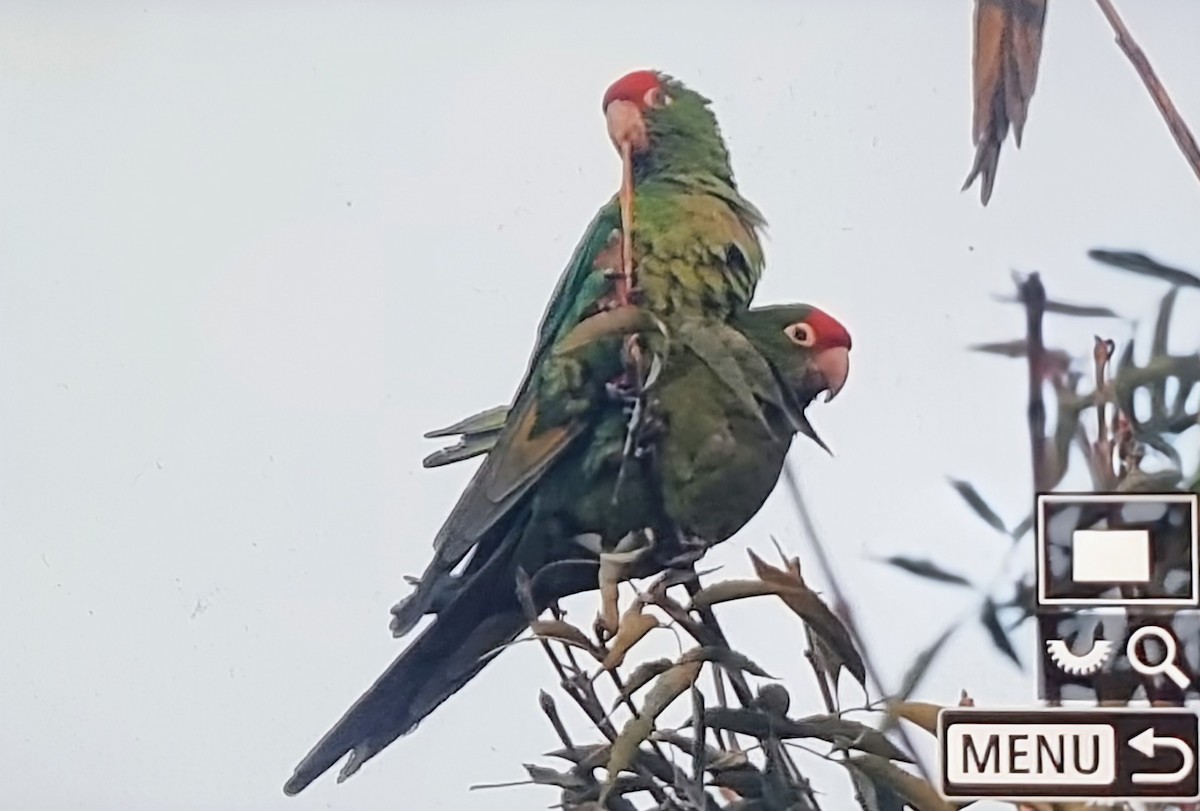 Cordilleran Parakeet - ML640169604