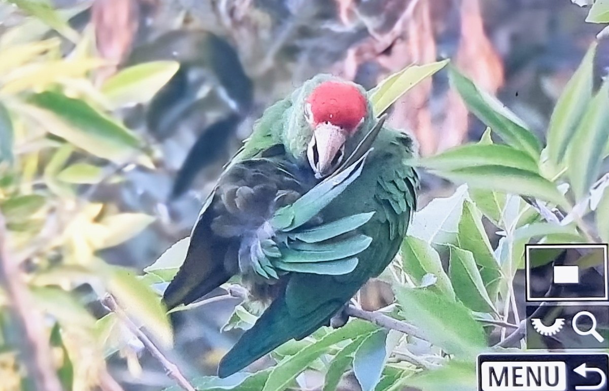 Cordilleran Parakeet - ML640169605