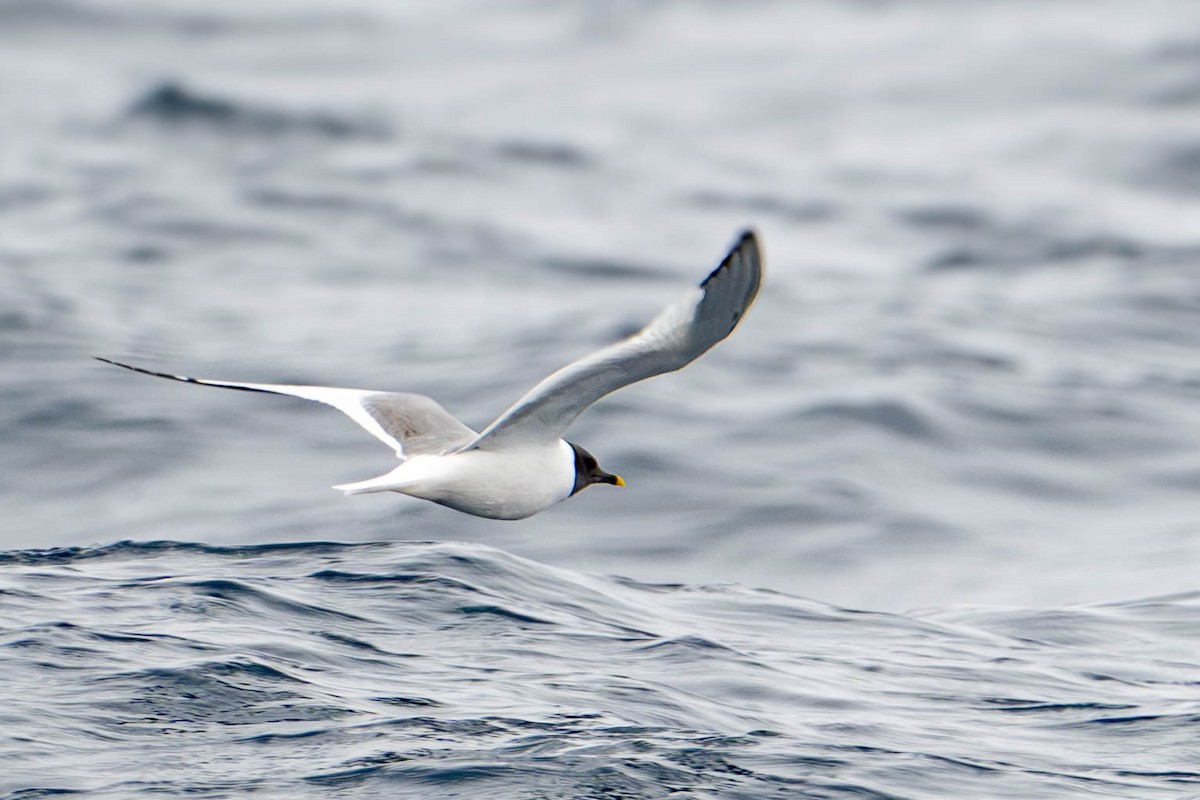 Sabine's Gull - ML640169619